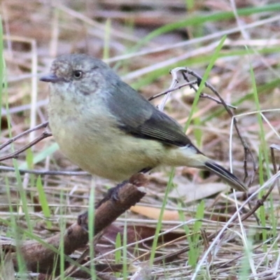 Acanthiza reguloides (Buff-rumped Thornbill) at Albury - 1 Apr 2021 by Kyliegw