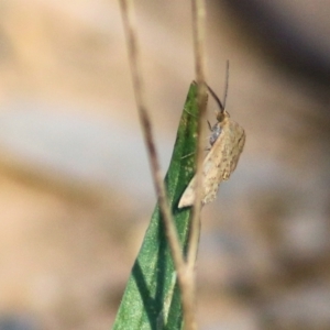 Scopula rubraria at Albury, NSW - 2 Apr 2021 10:12 AM