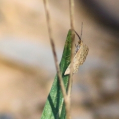 Unidentified Moth (Lepidoptera) at Albury, NSW - 1 Apr 2021 by Kyliegw