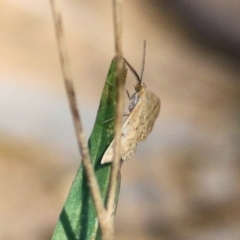 Scopula rubraria at Albury, NSW - 2 Apr 2021 10:12 AM