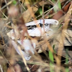 Unidentified Moth (Lepidoptera) at Albury, NSW - 1 Apr 2021 by Kyliegw