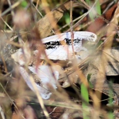 Unidentified Moth (Lepidoptera) at Albury, NSW - 1 Apr 2021 by Kyliegw