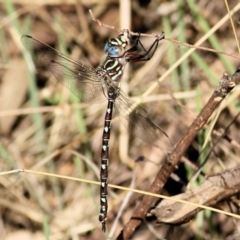 Austroaeschna unicornis (Unicorn Darner) at Albury, NSW - 1 Apr 2021 by Kyliegw