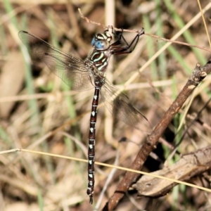 Austroaeschna unicornis at Albury - 2 Apr 2021 09:53 AM