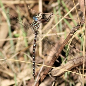 Austroaeschna unicornis at Albury - 2 Apr 2021