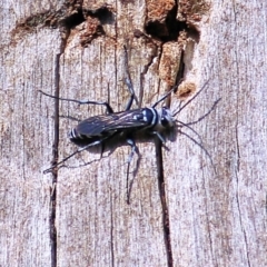 Turneromyia sp. (genus) (Zebra spider wasp) at Albury - 1 Apr 2021 by Kyliegw
