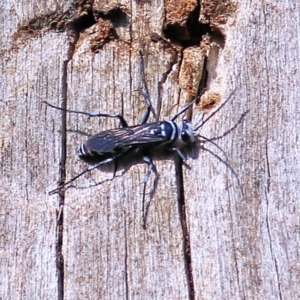 Turneromyia sp. (genus) at Albury, NSW - 2 Apr 2021