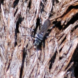 Turneromyia sp. (genus) at Albury, NSW - 2 Apr 2021 10:17 AM