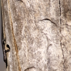 Cryptoblepharus pannosus (Ragged Snake-eyed Skink) at Albury - 1 Apr 2021 by Kyliegw