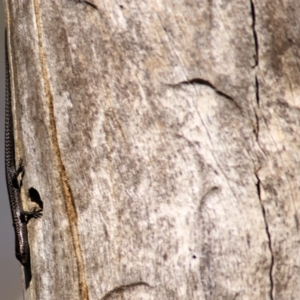 Cryptoblepharus pannosus at Albury, NSW - 2 Apr 2021