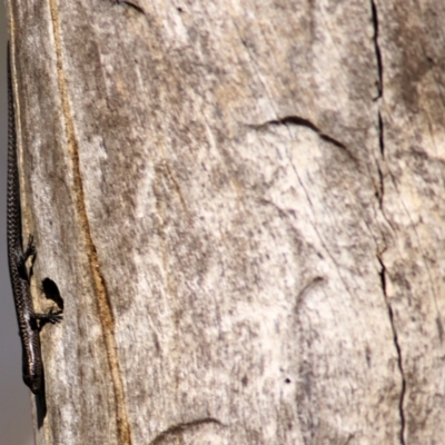 Cryptoblepharus pannosus (Ragged Snake-eyed Skink) at Albury, NSW - 2 Apr 2021 by KylieWaldon