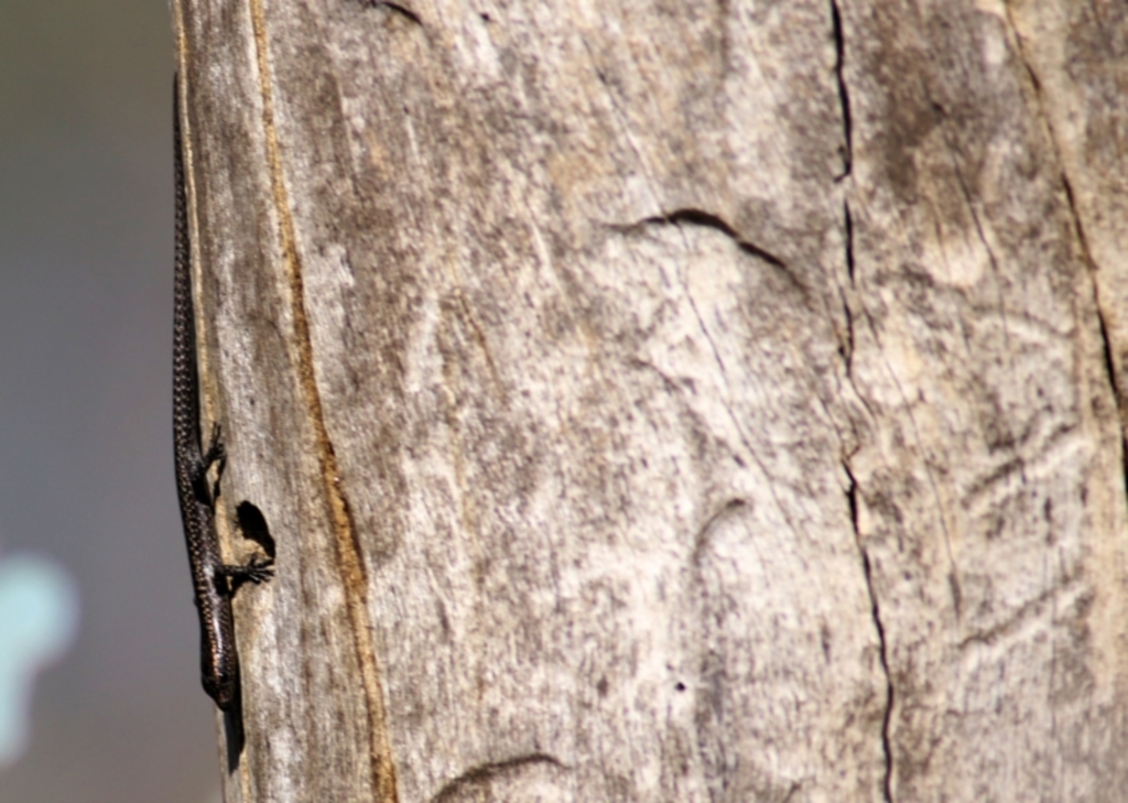 Cryptoblepharus pannosus at Albury, NSW - 2 Apr 2021