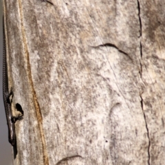 Cryptoblepharus pannosus (Ragged Snake-eyed Skink) at Albury, NSW - 1 Apr 2021 by Kyliegw