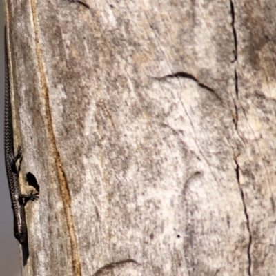 Cryptoblepharus pannosus (Ragged Snake-eyed Skink) at Albury, NSW - 1 Apr 2021 by Kyliegw