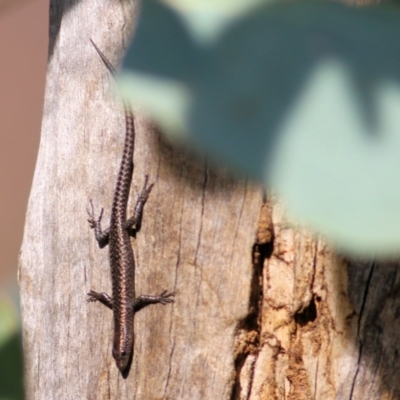 Cryptoblepharus pannosus (Ragged Snake-eyed Skink) at Albury, NSW - 2 Apr 2021 by KylieWaldon