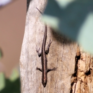 Cryptoblepharus pannosus at Albury, NSW - 2 Apr 2021