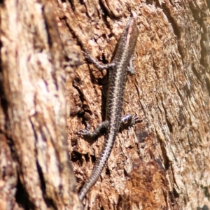 Cryptoblepharus pannosus at Albury, NSW - 2 Apr 2021 10:20 AM