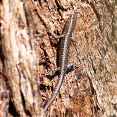 Cryptoblepharus pannosus (Ragged Snake-eyed Skink) at Albury - 1 Apr 2021 by Kyliegw