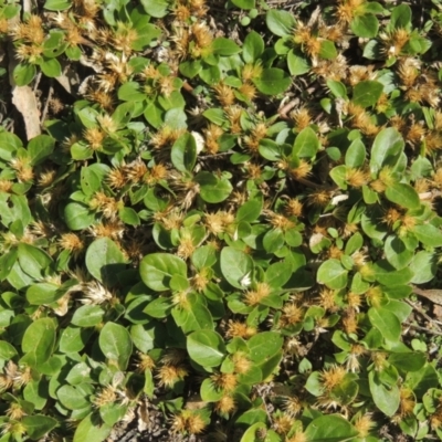 Alternanthera pungens (Khaki Weed) at Conder, ACT - 30 Mar 2021 by MichaelBedingfield