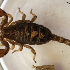 Urodacus manicatus (Black Rock Scorpion) at Red Hill to Yarralumla Creek - 1 Apr 2021 by ruthkerruish