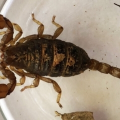 Urodacus manicatus (Black Rock Scorpion) at Hughes Garran Woodland - 1 Apr 2021 by ruthkerruish