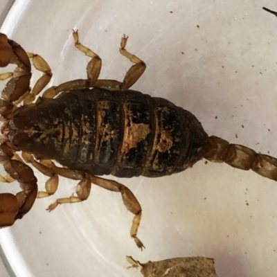 Urodacus manicatus (Black Rock Scorpion) at Red Hill to Yarralumla Creek - 1 Apr 2021 by ruthkerruish