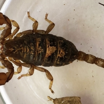 Urodacus manicatus (Black Rock Scorpion) at Hughes Garran Woodland - 1 Apr 2021 by ruthkerruish