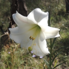 Lilium formosanum (Taiwan Lily, Tiger Lily) at Conder, ACT - 30 Mar 2021 by MichaelBedingfield