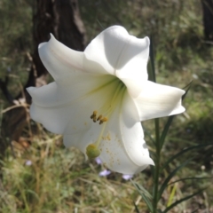 Lilium formosanum (Taiwan Lily, Tiger Lily) at Conder, ACT - 30 Mar 2021 by michaelb