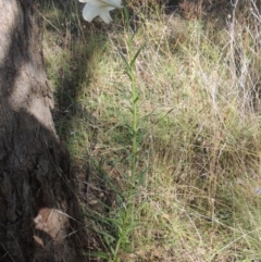 Lilium formosanum at Conder, ACT - 30 Mar 2021