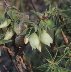 Melichrus urceolatus (Urn Heath) at Rob Roy Range - 30 Mar 2021 by michaelb