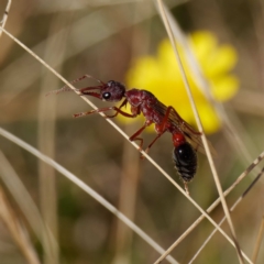 Myrmecia simillima (A Bull Ant) at Bimberi Nature Reserve - 31 Mar 2021 by DPRees125
