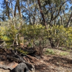 Acacia terminalis (Sunshine Wattle) at Currawang, NSW - 2 Apr 2021 by camcols
