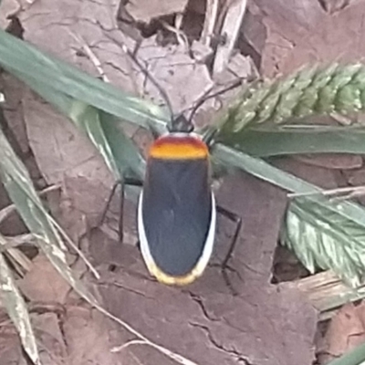Dindymus versicolor (Harlequin Bug) at Lyneham, ACT - 2 Apr 2021 by Venture
