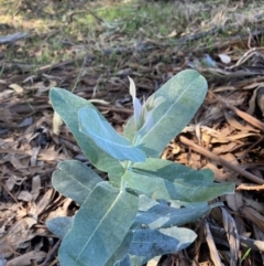 Eucalyptus globulus subsp. bicostata (Southern Blue Gum, Eurabbie) at Watson, ACT - 1 Apr 2021 by waltraud