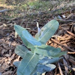 Eucalyptus globulus subsp. bicostata at Watson, ACT - 1 Apr 2021