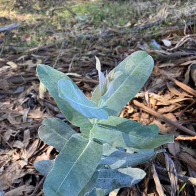 Eucalyptus globulus subsp. bicostata (Southern Blue Gum, Eurabbie) at Watson, ACT - 1 Apr 2021 by waltraud