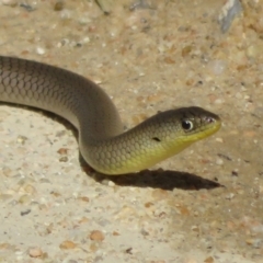 Delma inornata (Olive Legless-lizard) at Gigerline Nature Reserve - 2 Apr 2021 by Christine