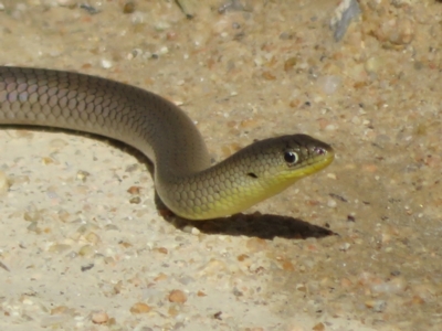 Delma inornata (Olive Legless-lizard) at Tennent, ACT - 2 Apr 2021 by Christine