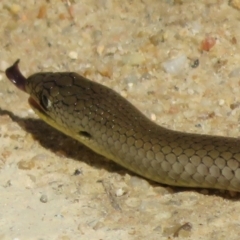 Delma inornata at Tennent, ACT - 2 Apr 2021