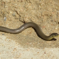 Delma inornata at Tennent, ACT - 2 Apr 2021