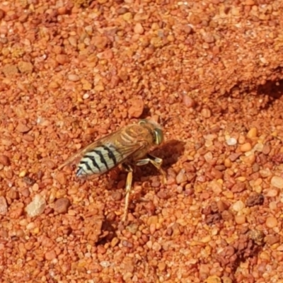 Bembix sp. (genus) (Unidentified Bembix sand wasp) at ANBG - 2 Apr 2021 by Rixon