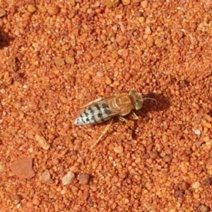 Bembix sp. (genus) at Downer, ACT - 2 Apr 2021