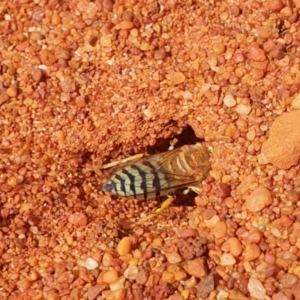 Bembix sp. (genus) at Downer, ACT - 2 Apr 2021