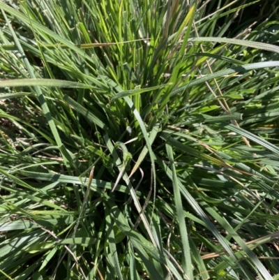 Nassella neesiana (Chilean Needlegrass) at Watson, ACT - 1 Apr 2021 by waltraud