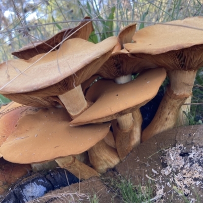 Agrocybe sp. at Watson, ACT - 1 Apr 2021 by waltraud