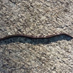 Caenoplana coerulea (Blue Planarian, Blue Garden Flatworm) at Farrer, ACT - 25 Mar 2021 by DebK