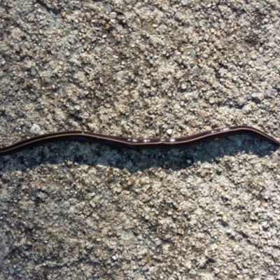 Caenoplana coerulea (Blue Planarian, Blue Garden Flatworm) at Farrer, ACT - 26 Mar 2021 by DebK