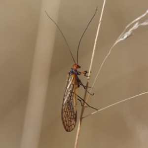 Chorista australis at Uriarra, NSW - 31 Mar 2021