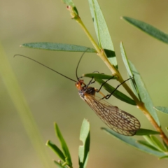 Chorista australis at Uriarra, NSW - 31 Mar 2021